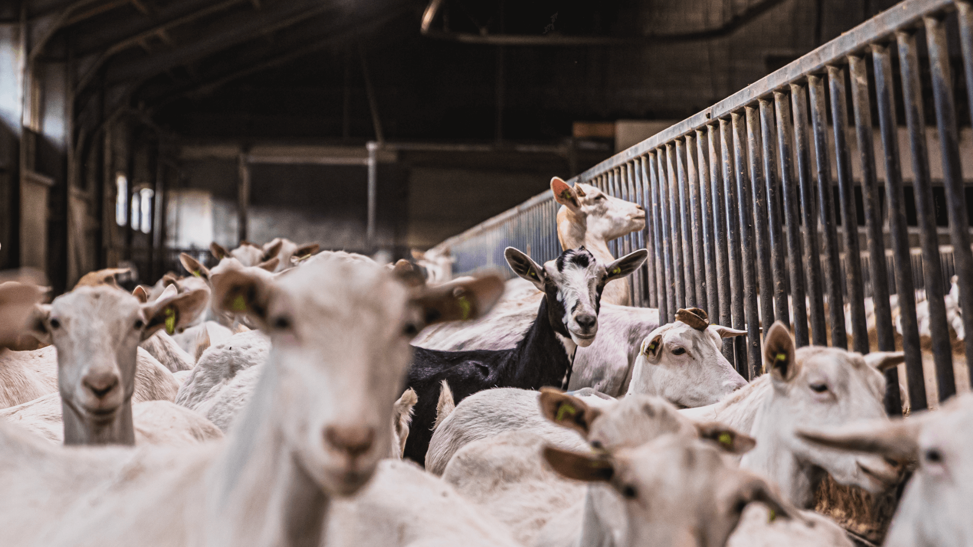 1920-1080  Geit – 1 (1).png