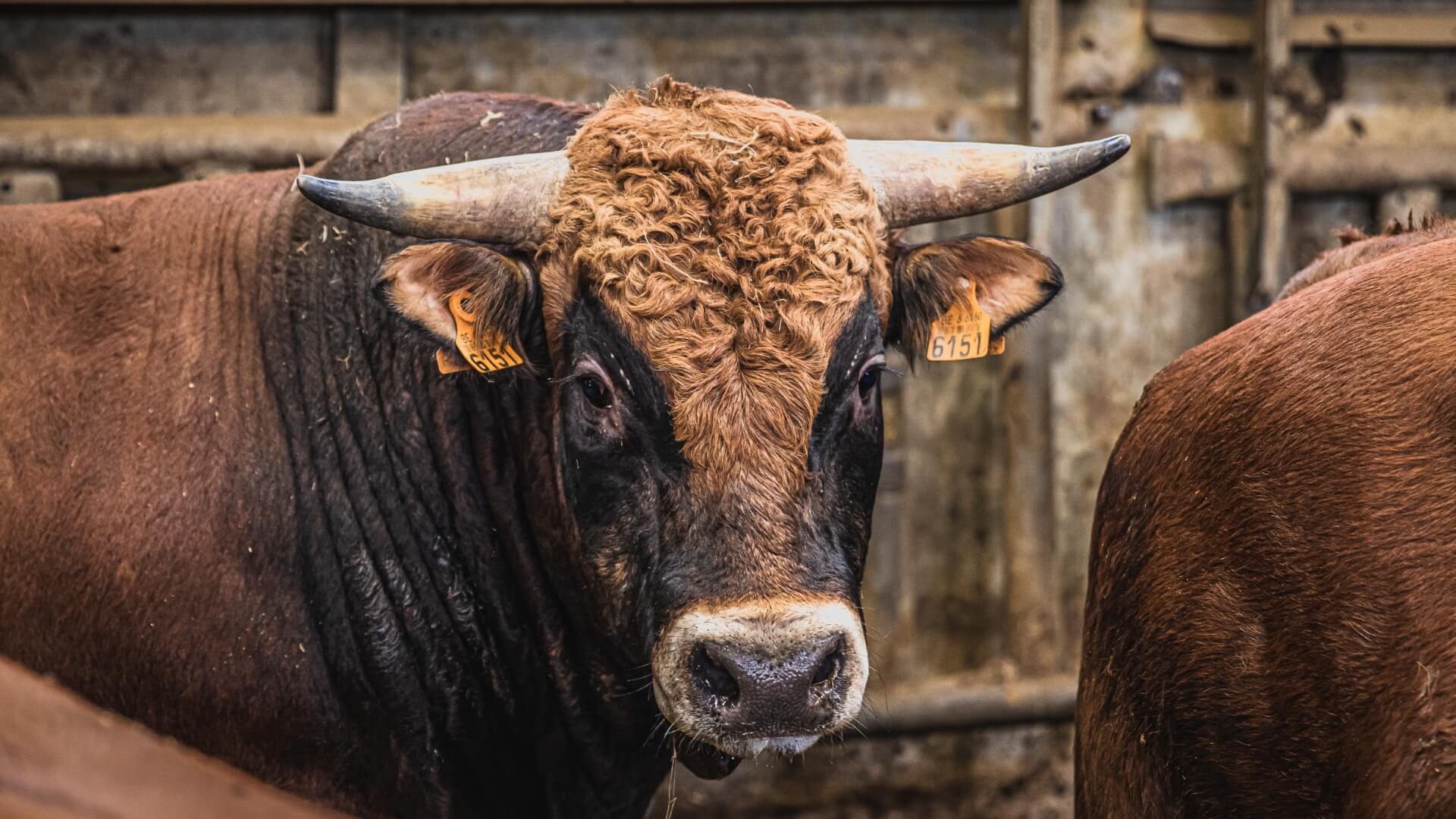 Stieren - verkleind 4.jpg