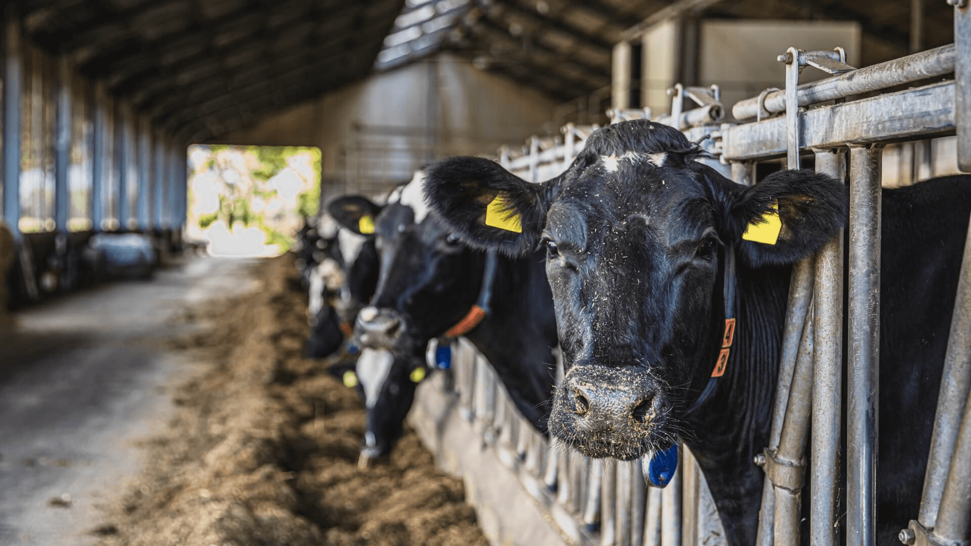 Koeien - verkleind 5 bewerkt 2 (2).png