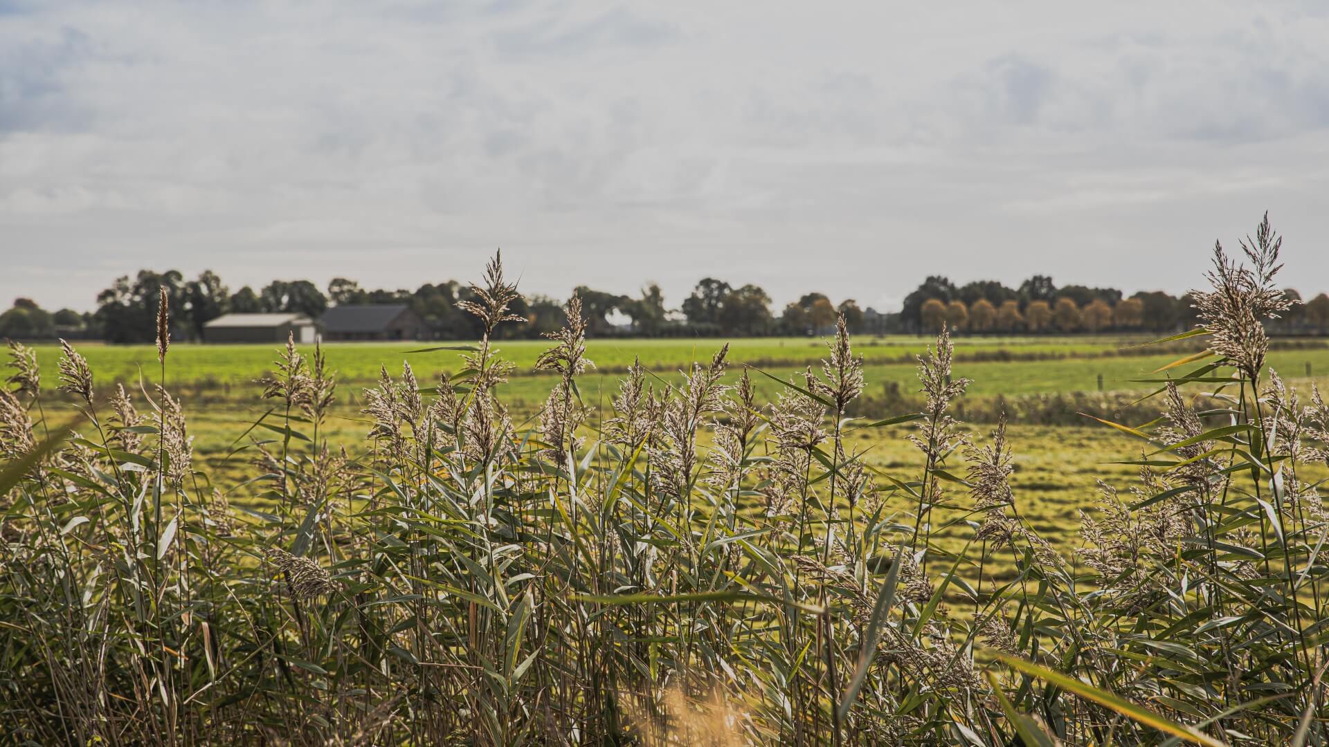 Natuur - verkleind 3.jpg